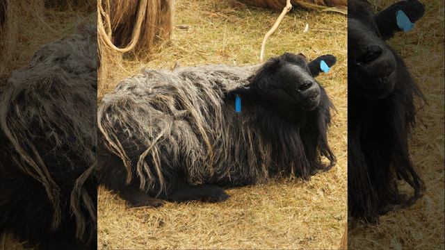 Calm and Cozy Cafe Tune смотреть онлайн