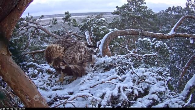 Kaljukotkas~Kalju came to the nest~6:43 am 2021/04/06 смотреть онлайн