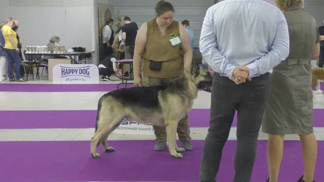 Пират смотреть онлайн