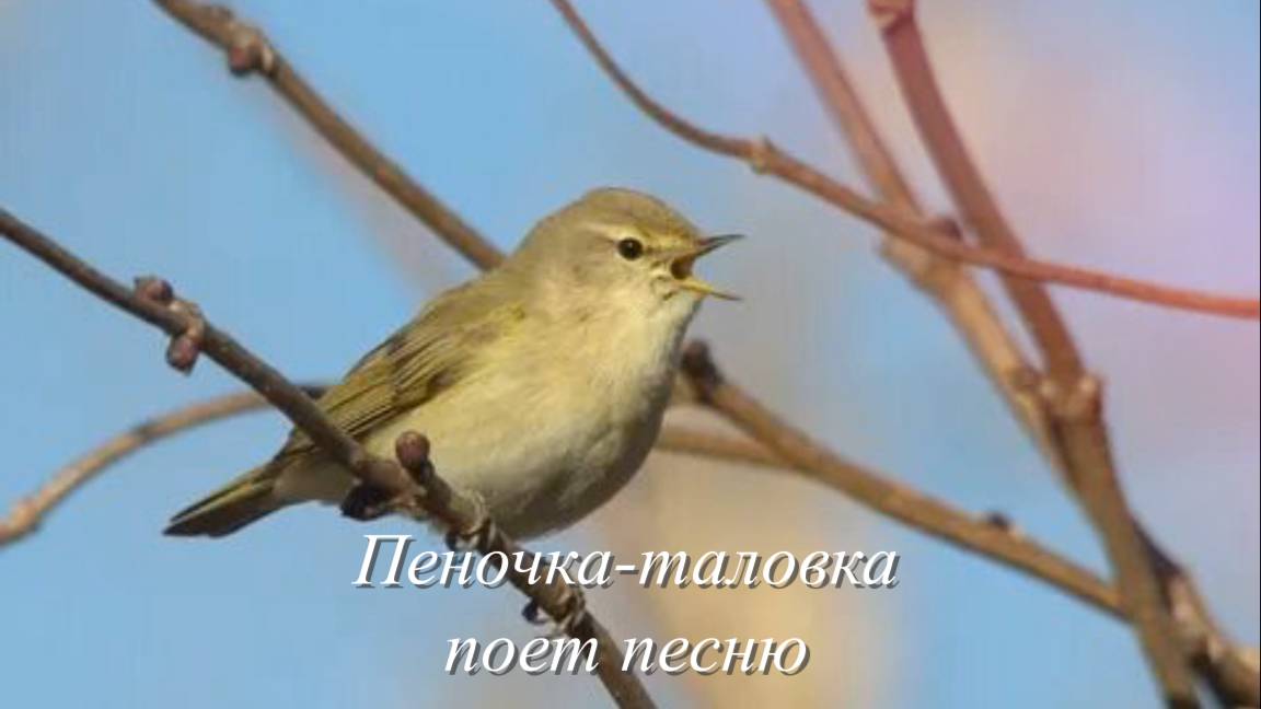 Звук