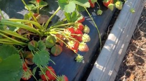Клубника Эдвина, крупноплодная супер новинка, сорт (нсд)!