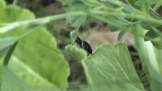 Heliophanus flavipes skákavka žlutonohá смотреть онлайн