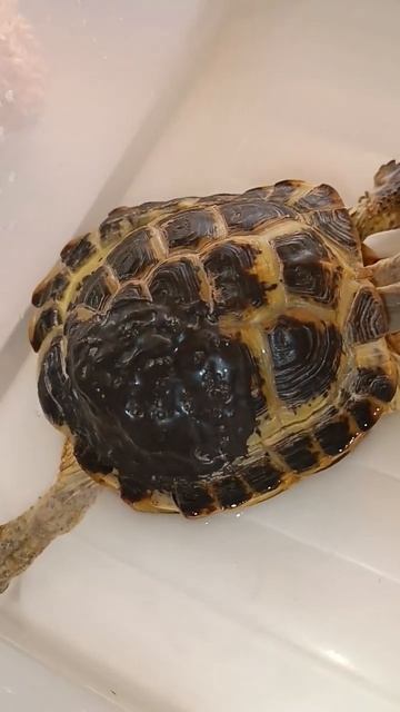 купаемся набираемся сил💕💘💜❣️ #рек #лучший #р_е_к #черепаха #рекомендации #хочувреки #tortoise смотреть онлайн