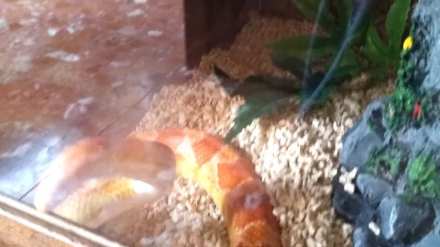 Elaphe Guttata albina смотреть онлайн