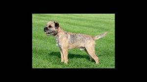 Бордер терьер