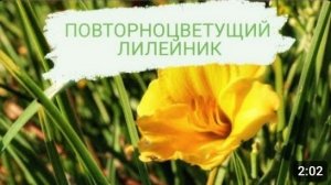 ЛИЛЕЙНИК КОТОРЫЙ ЦВЕТЁТ С РАННЕЙ ВЕСНЫ И ДО МОРОЗОВ. 22.09.2023г.