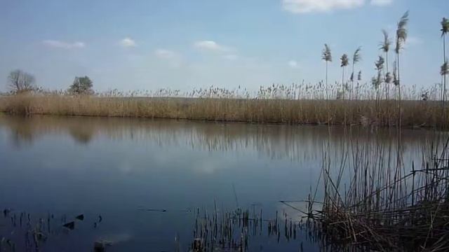 Лысуха плывет по Грушевке под Новочеркасском смотреть онлайн