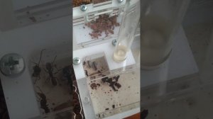 Rhytidoponera metallica. Конец истории.  Зелёноголовый муравей.Муравей Металлика.