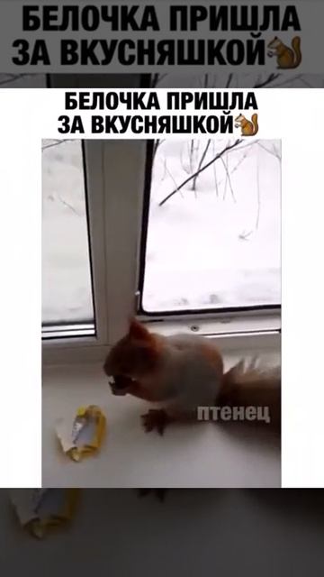 Белочка пришла за вкусняшкой🐿 смотреть онлайн