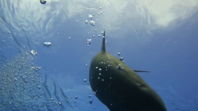 French polynesia diving tour смотреть онлайн