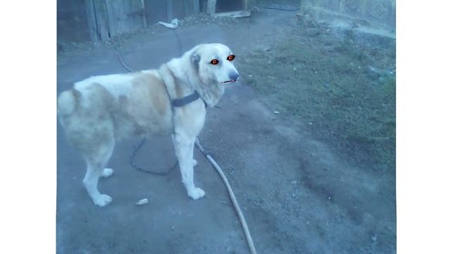 Злой пес смотреть онлайн