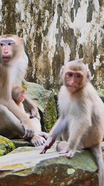 From tree to tree, these monkeys bring laughter and glee. #short #monkeys