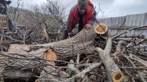 Бензопила Днипро м,пилим сухой орех