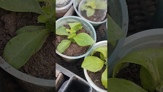 Обязательно прищипываем петуния. Ни смотря ни на какую генетику!