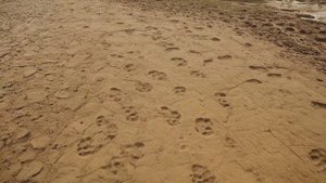 Динозавры и гигантские люди сосуществовали на Земле миллионы лет назад