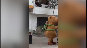 Перуанский полицейский в костюме капибары задержал наркоторговца: видео
