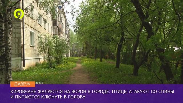 Вороны нападают на людей смотреть онлайн