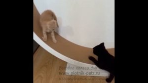 Кот обучает котёнка бегу в беговом колесе