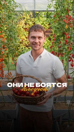 Легендарные черри ЗИМНЯЯ ВИШНЯ F1: вкус, аромат и непревзойдённая устойчивость