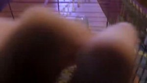 Хомка родила маленьких хомячков. Видео про хомяков.