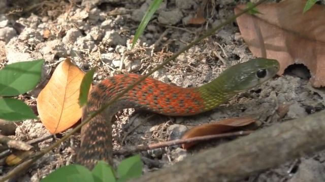 Змеюка хомячит лягушку (Тхакхэк, Лаос) смотреть онлайн