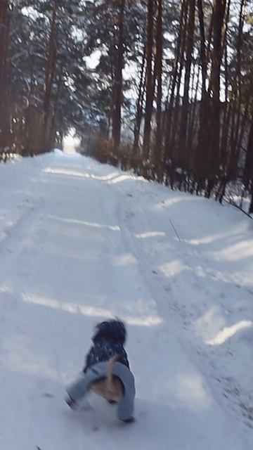 Двигаюсь без поводка #shorts смотреть онлайн