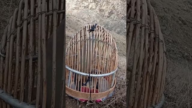 Кабк Keklik Кабкгуша Узбекистан барои Гарибачахо Тамошо кунед рохат баред #keklik #куропатка #кабк смотреть онлайн