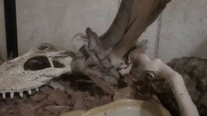 императорский удав заглатывает мышь