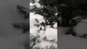 Упустила  солнце