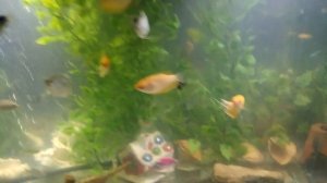 новый аквариум 160л своими руками легко анцитрусы петушки суматранские барьусы идеально чистая вода