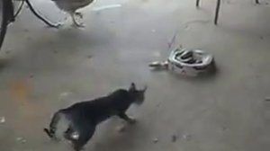 Brave cat saving hen from cobra...amazing fight must watch!!!