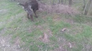 Пёс 1 сезон 3 серия  Смотри все серии