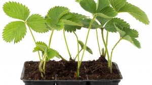 15.02.2025. Результаты проращивания земляники и пересадка.