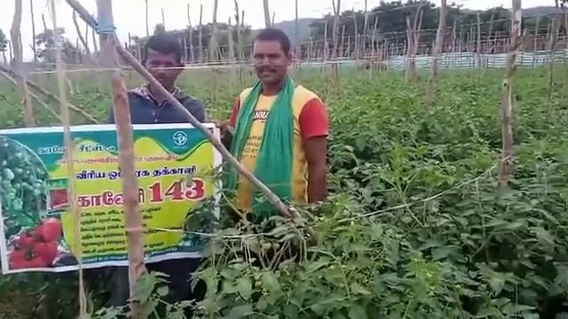 Kaveri 143, Tomato hybrid