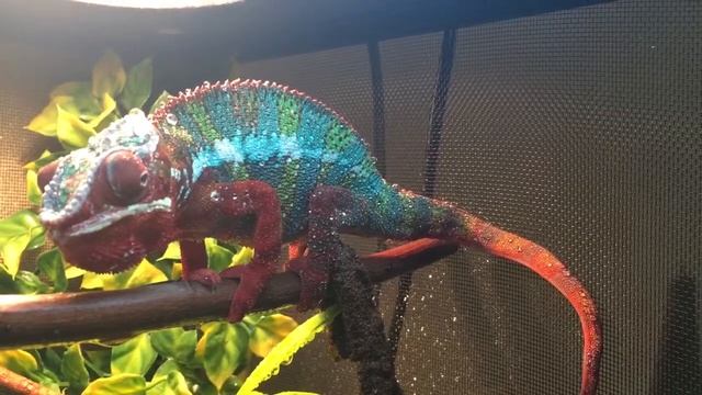 Panther chameleon смотреть онлайн
