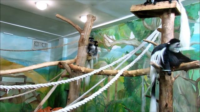 Колобусы. 20.01.19 г. смотреть онлайн