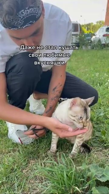 Кота впервые вывели на прогулку реакция #Shorts смотреть онлайн