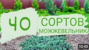 В "МОЖЖЕВЕЛОВОМ САДУ" УЖЕ 40 СОРТОВ МОЖЖЕВЕЛЬНИКА. 25.08.2023г.