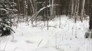 проверяем ловушки на куницу
#охота
