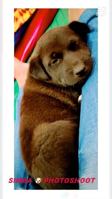 Simba photography 🐕🐶🥰❤️❤️#shorts #animallover #doglover #uttarpradesh #Etah