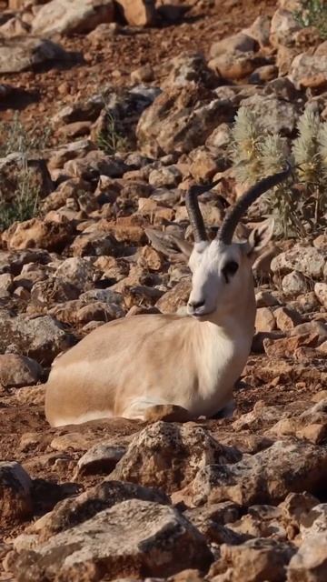 Gazella marica / Kum Ceylanı смотреть онлайн