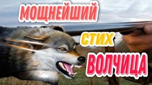 Волчица. Этот стих никого не оставит равнодушным! Пробирает до глубины души! Автор: Нина Ачараева.