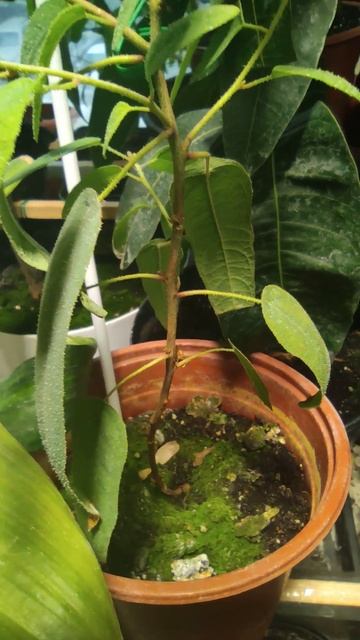 Эвкалипт лимонный/Corymbia citriodora #music #растения #flower #bonsai #plants #nature #shorts