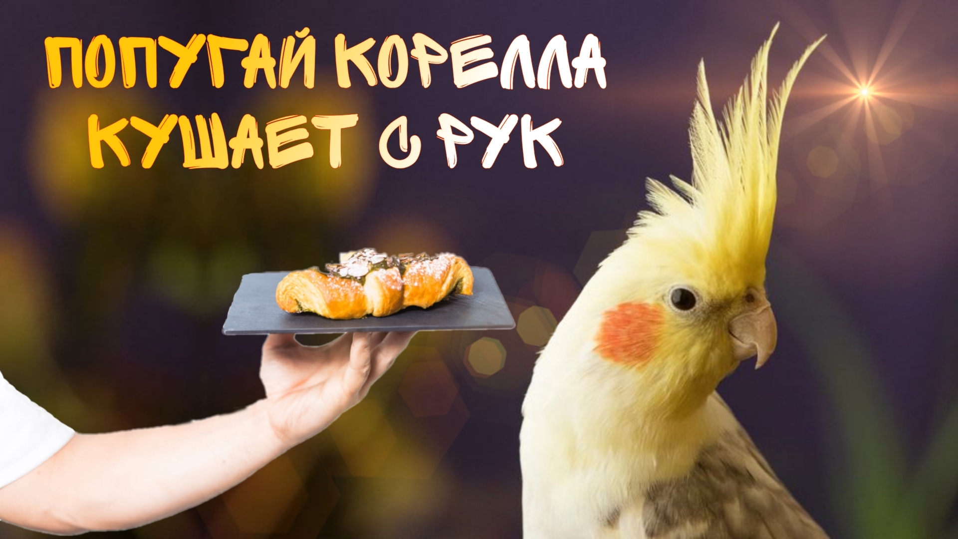 Попугай корелла кушает с рук ребёнка 🙃