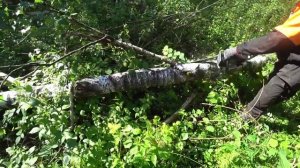 Бензопила ZimAni 365 PRO // Аналог Husqvarna 365 // ZimAni chainsaw