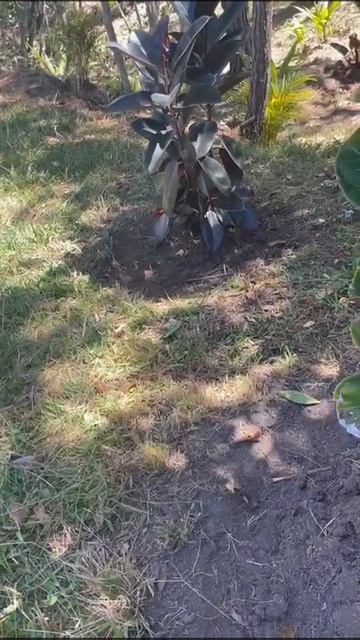 fycus lyrata bambino in the wild смотреть онлайн