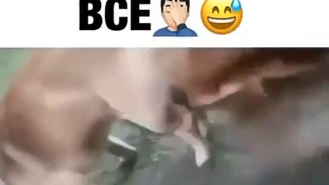 Теперь я видел все петухапес смотреть онлайн