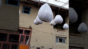 бедона овози