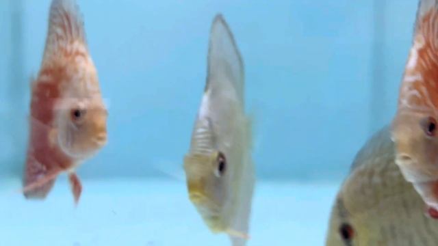 TABELA DE PREÇOS BARAN DISCOS 10 DE ABRIL 2024 смотреть онлайн