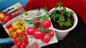 Сею томаты для раннего урожая и пересаживаю помидоры черри. Лук порей на рассаду.